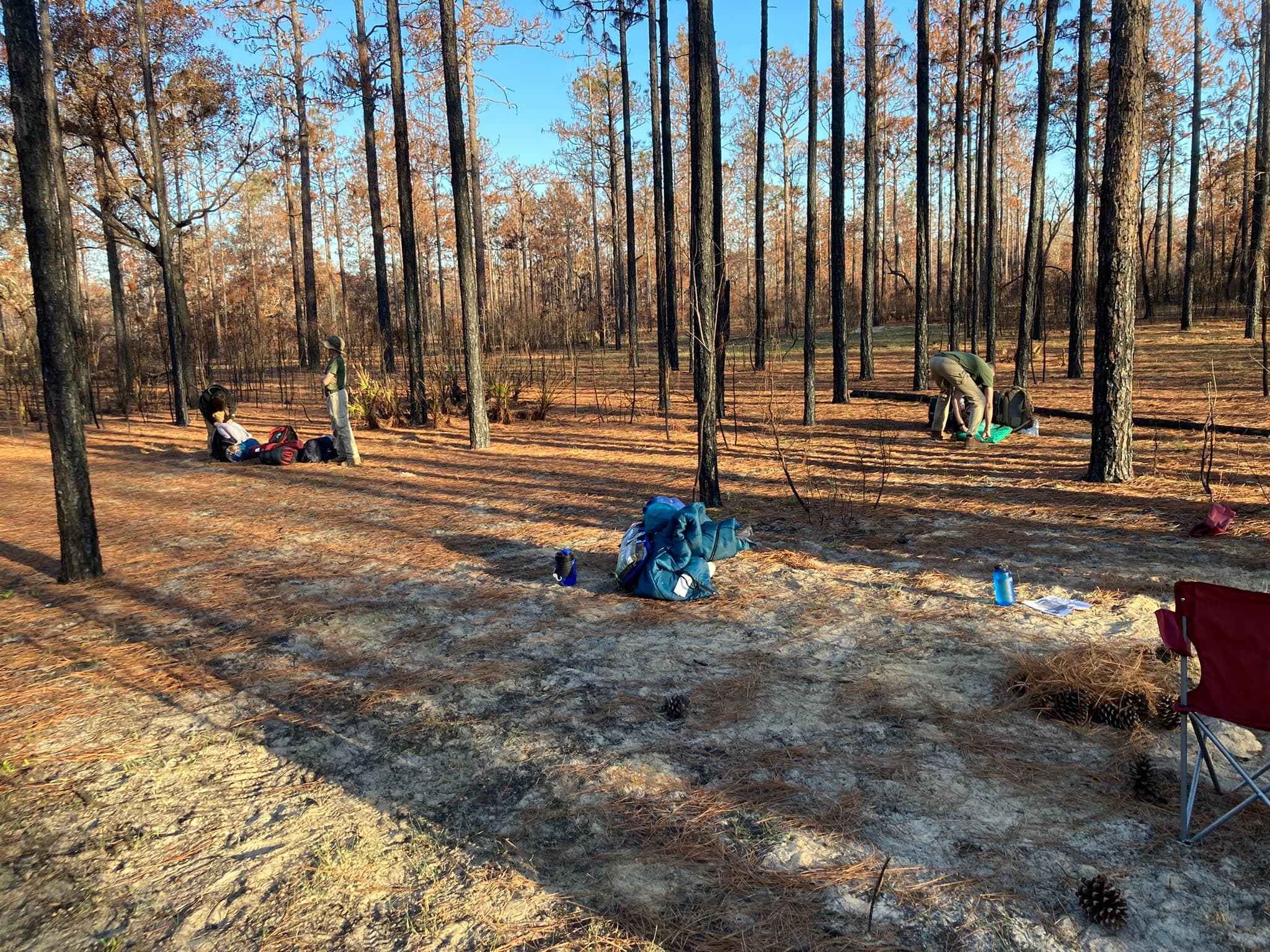 Primitive camping site in a burned pine forest